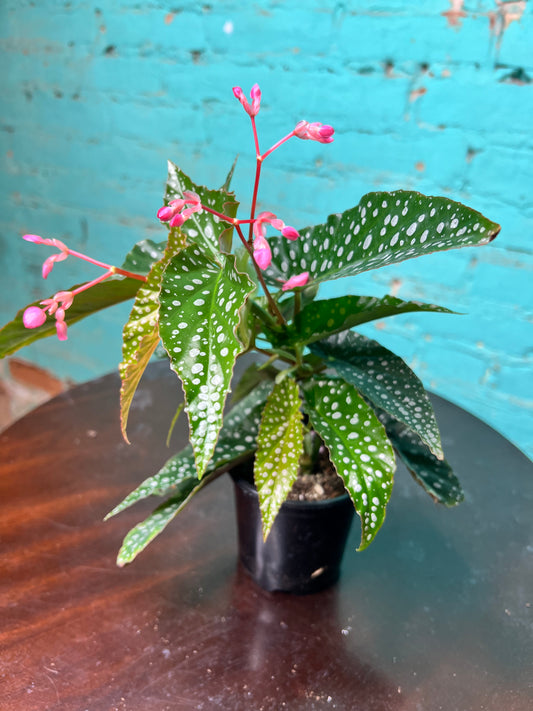 Begonia maculata- Silver Polka Dot 4”