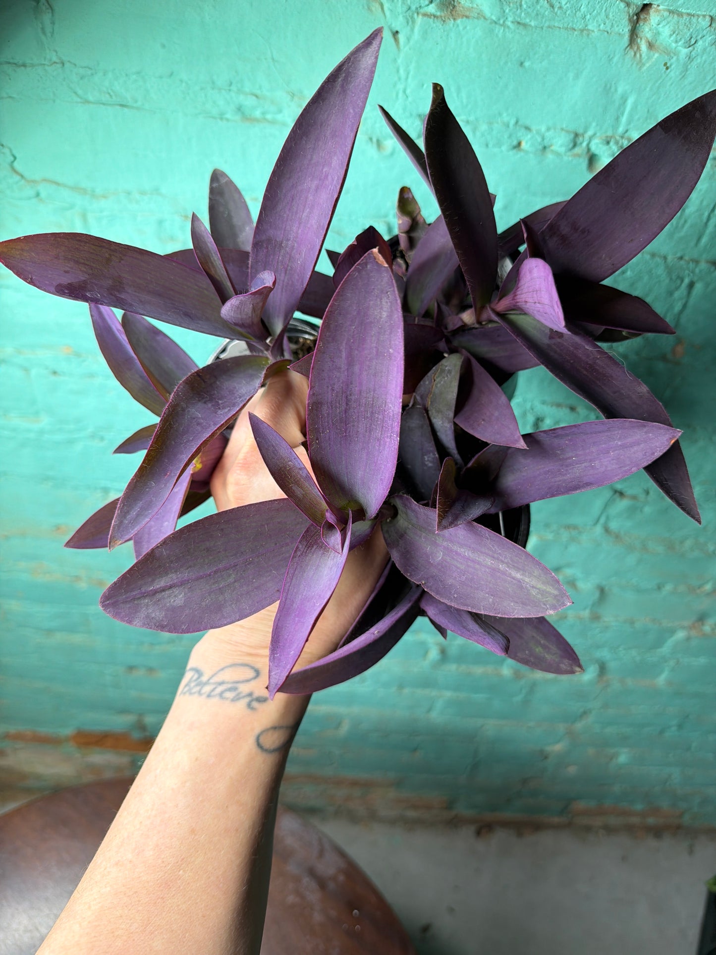 Setcreasea Purple (Purple Heart)4”