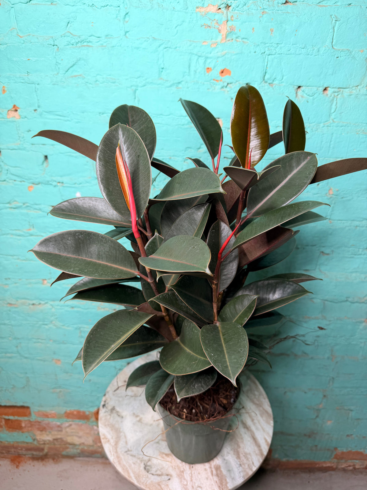 Ficus Elastica- Rubber Tree burgundy 6”