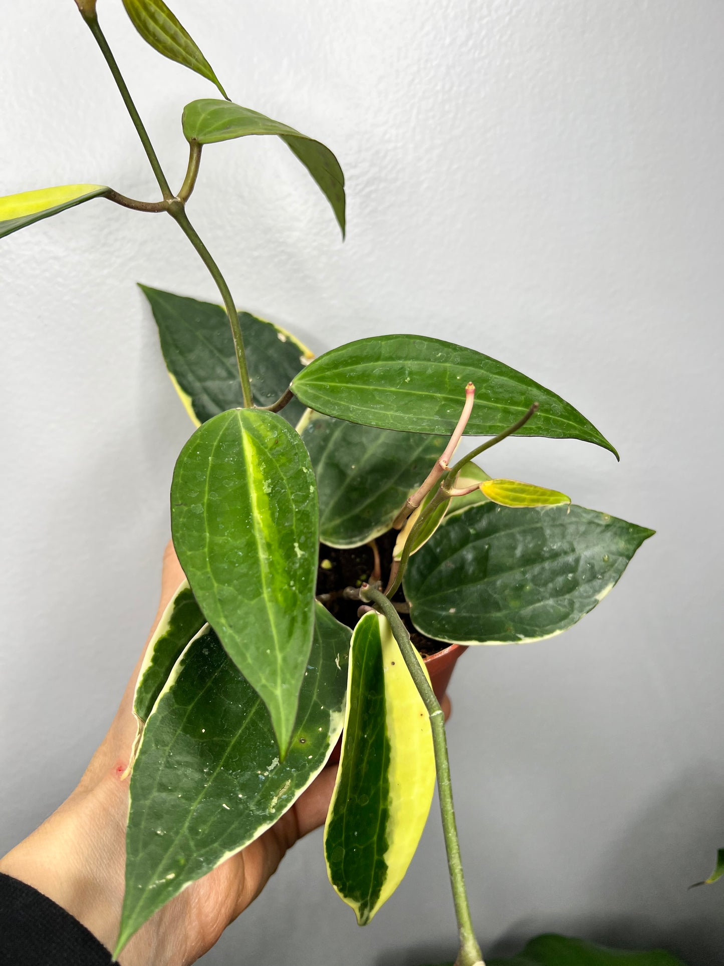 Hoya Macrophylla Variegata 4” (Pot of Gold)