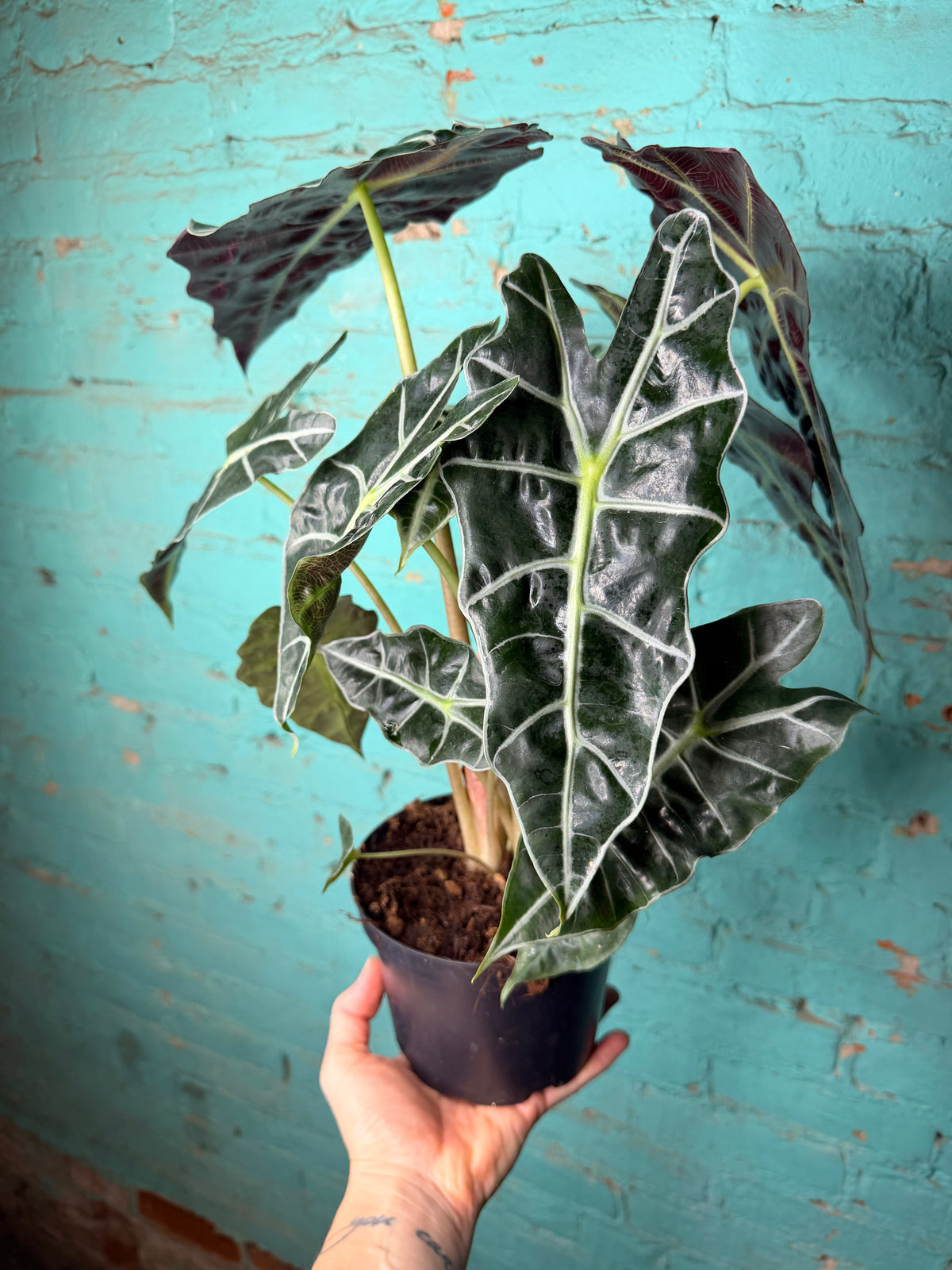 Alocasia Polly 6”
