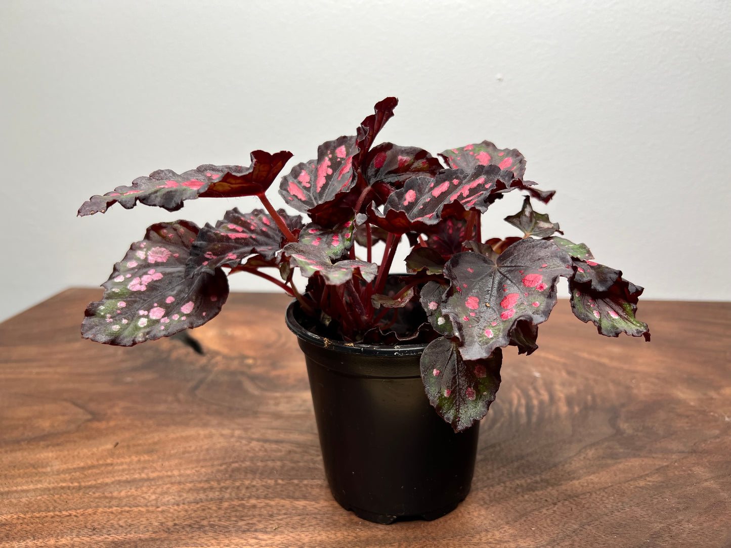 Begonia 'Helen Teupel'