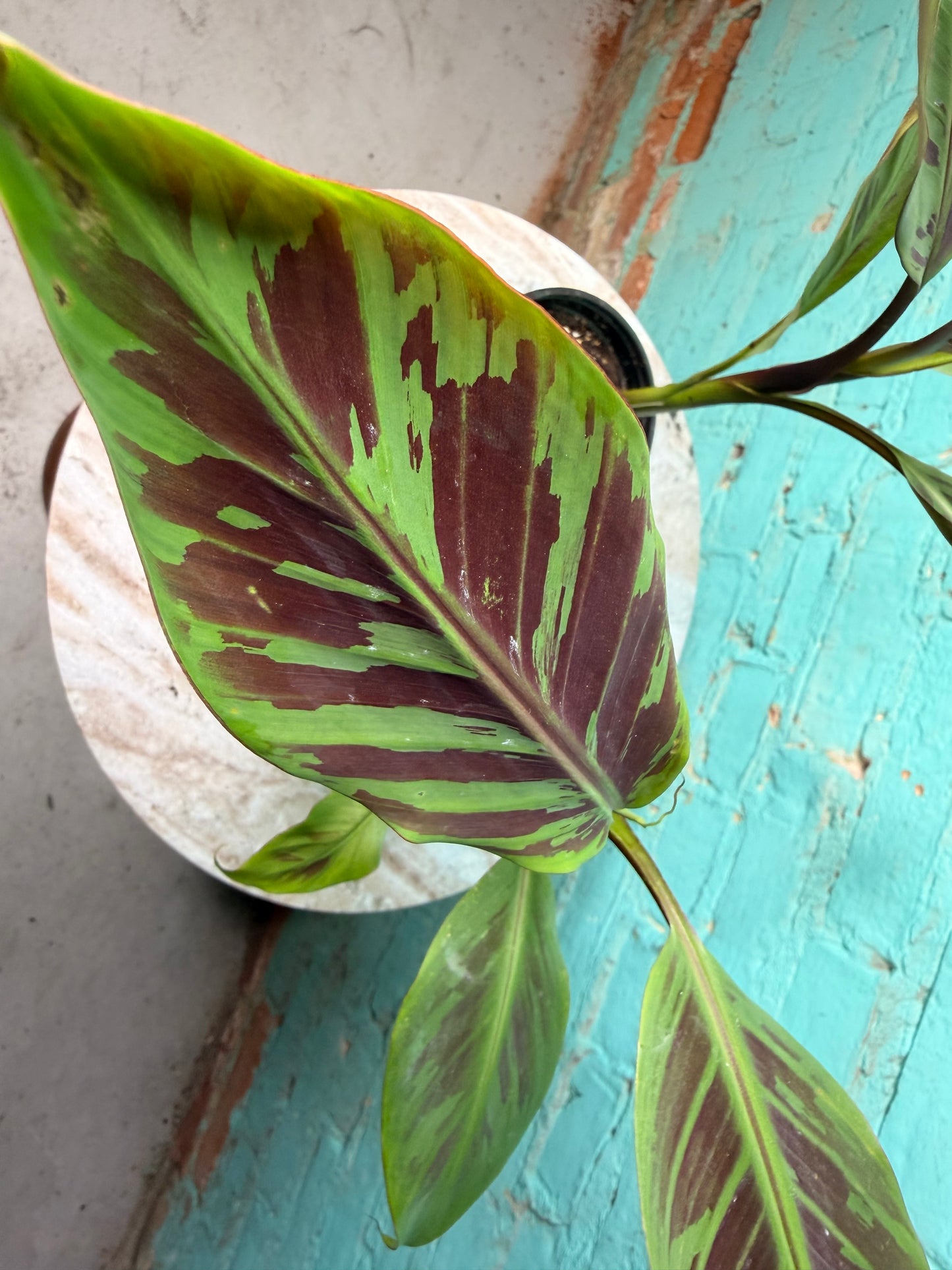 Musa Zebrina 4”