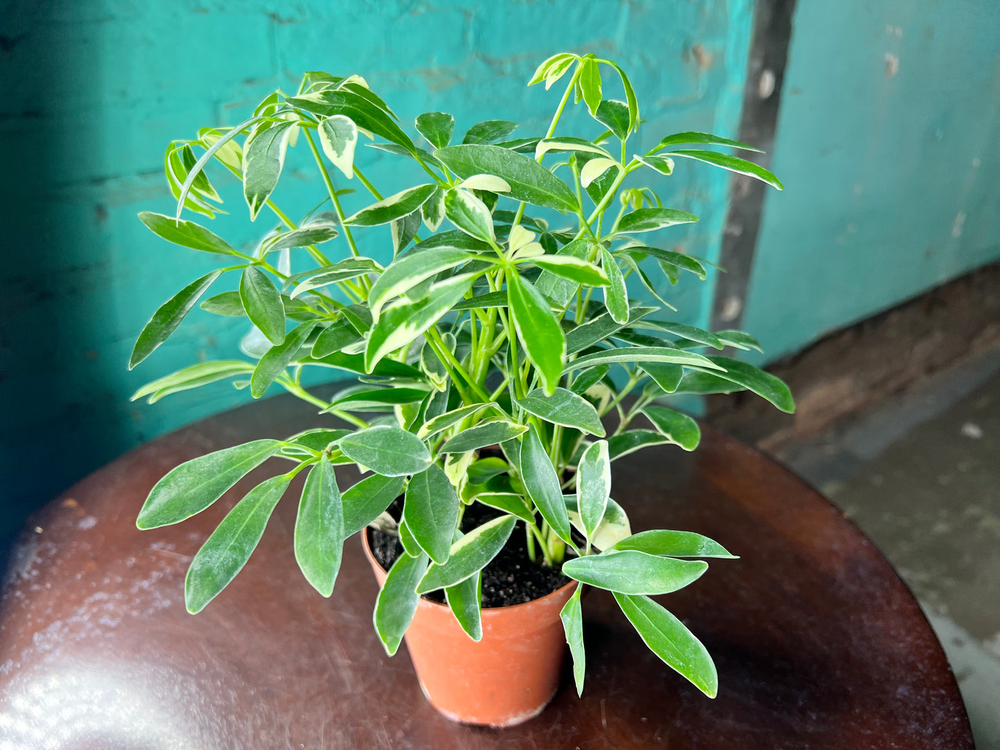 Schefflera Variegated Albo  (Umbrella plant) 4”