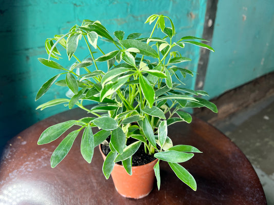 Schefflera Variegated Albo  (Umbrella plant) 4”