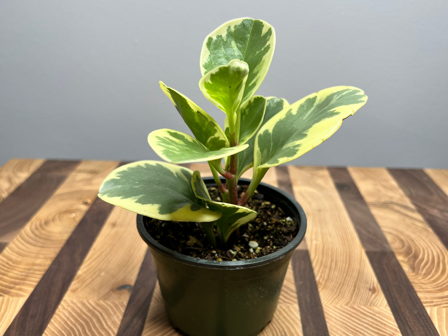 Peperomia- spoonleaf variegated