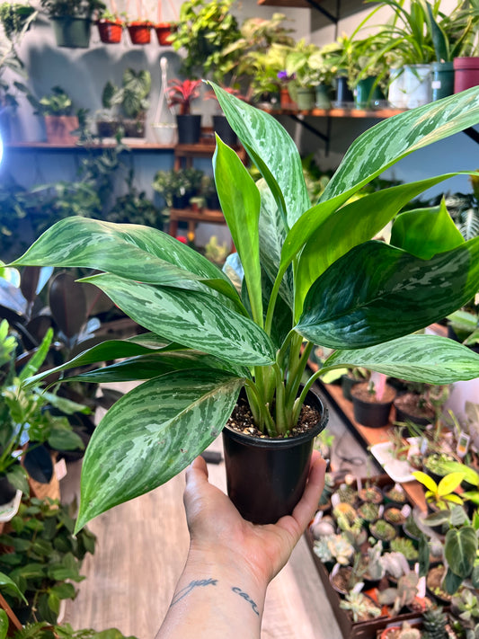 Aglaonema Mary Ann 4”