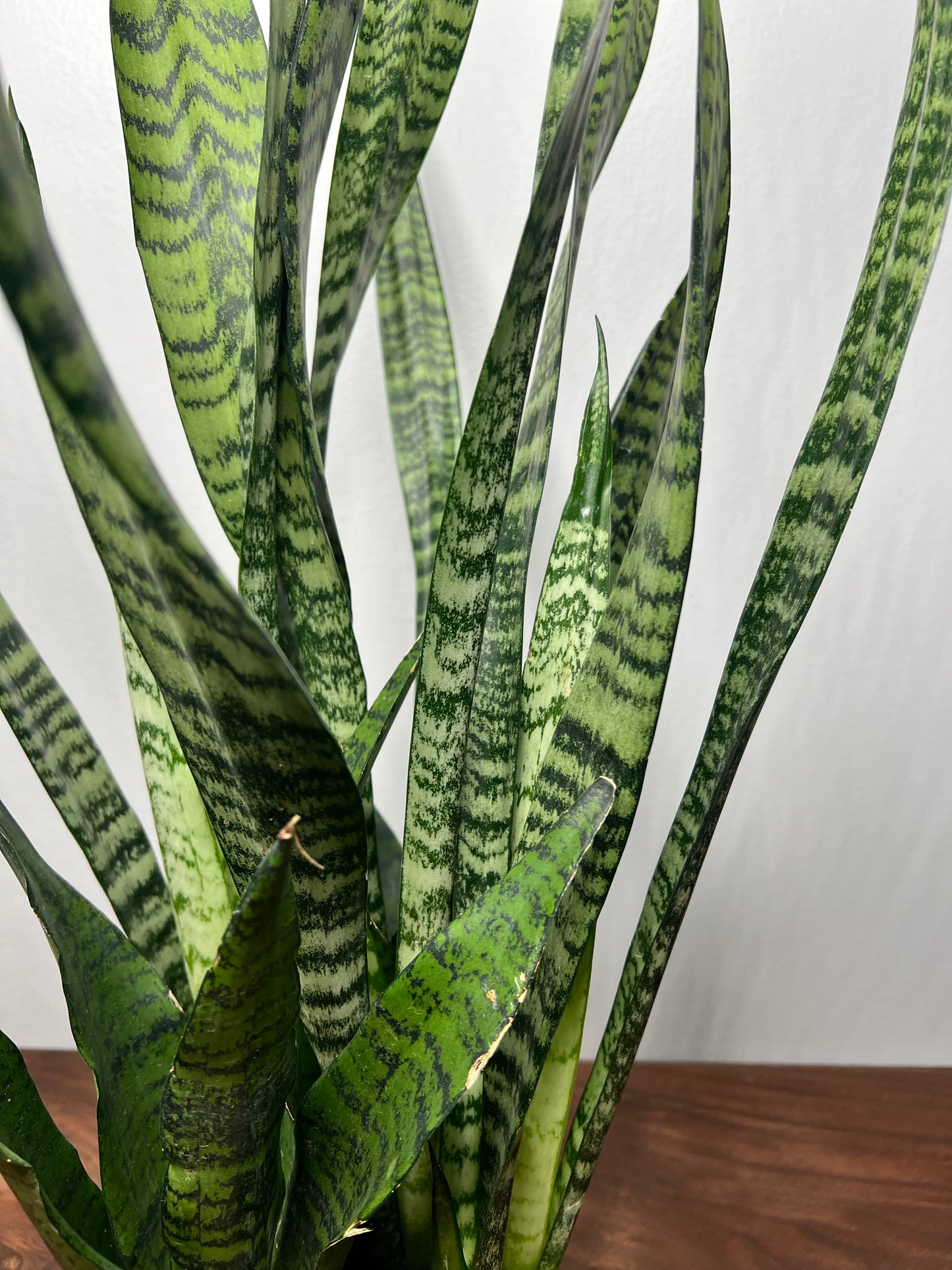 Snake Plant 6”