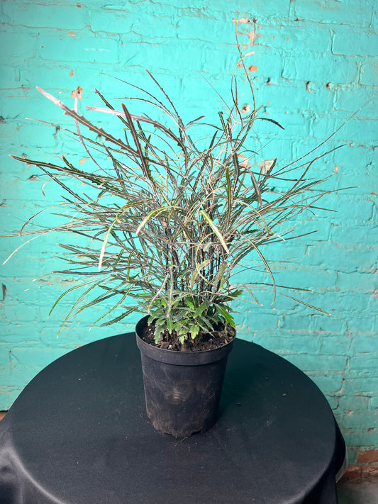 Aralia Elegantissima 6”