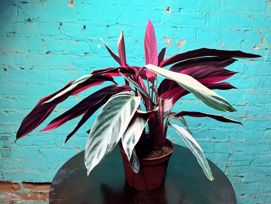 Stromanthe-Triostar 6”