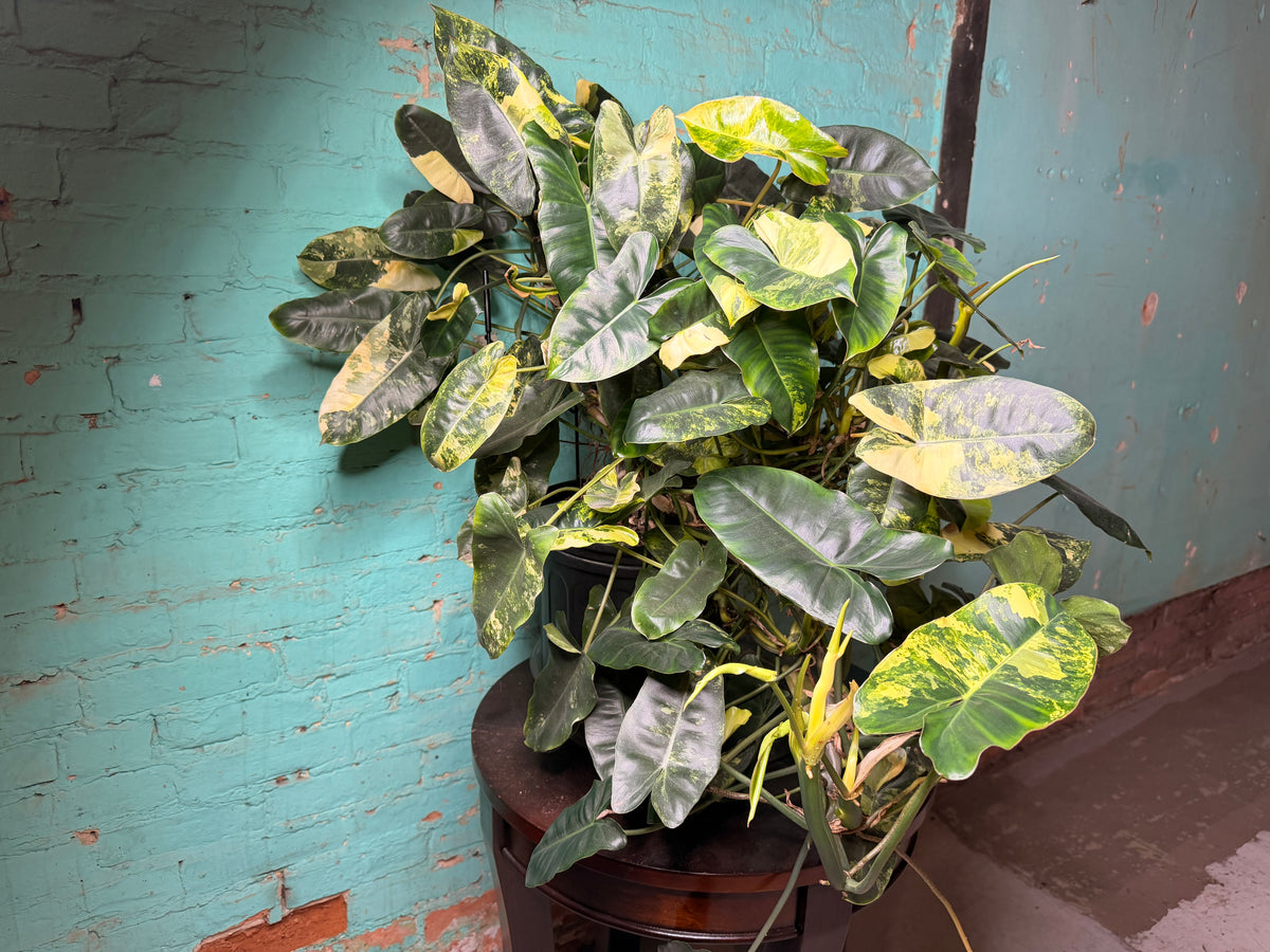Philodendron Burle Marx Variegated 10”