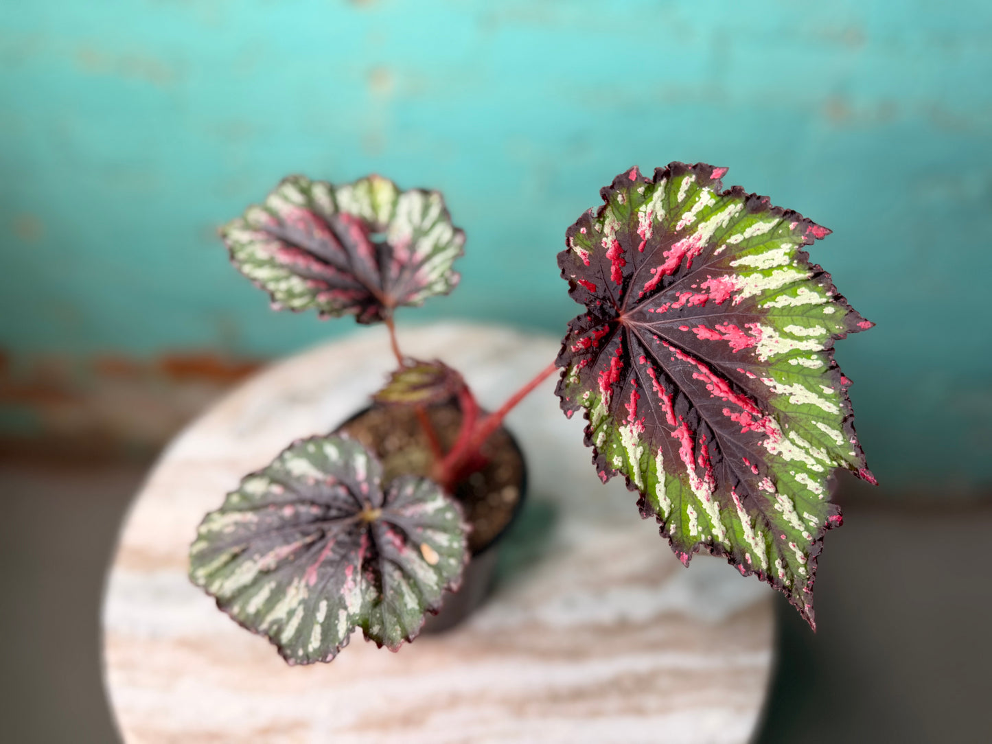 Begonia T-Rex ‘Painted’
