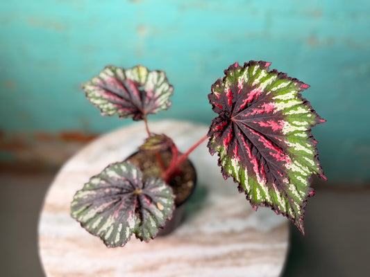 Begonia T-Rex ‘Painted’