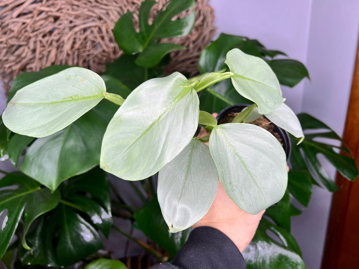 Philodendron Silver Sword