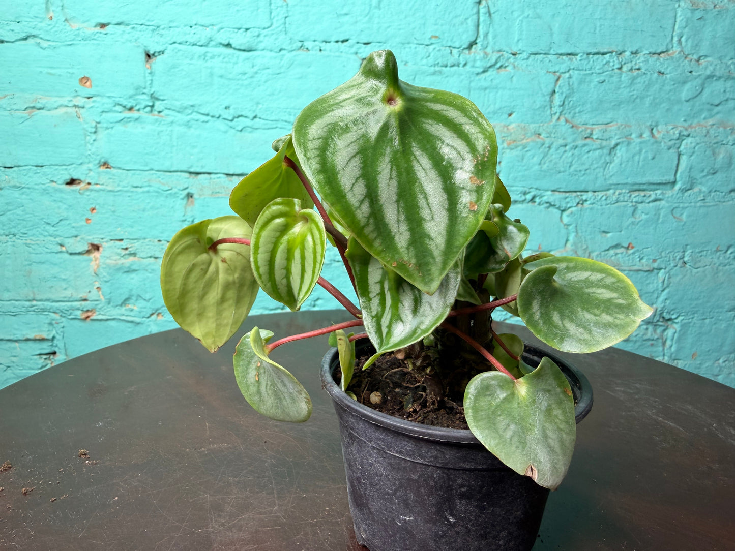 Peperomia Watermelon 4”