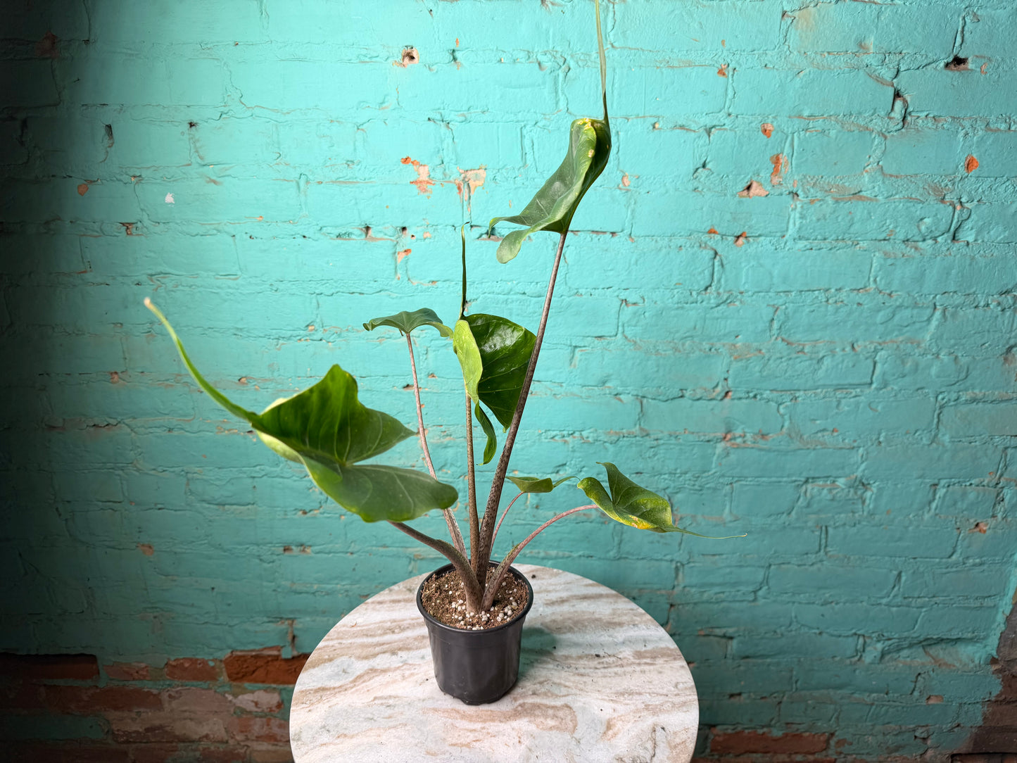 Alocasia Stingray 4”