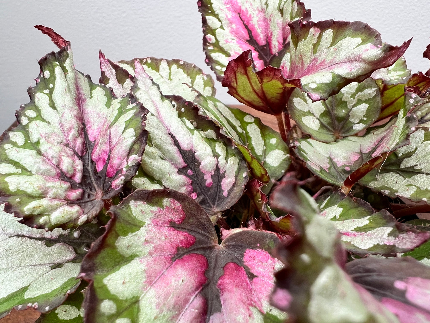 Begonia Purple Blush