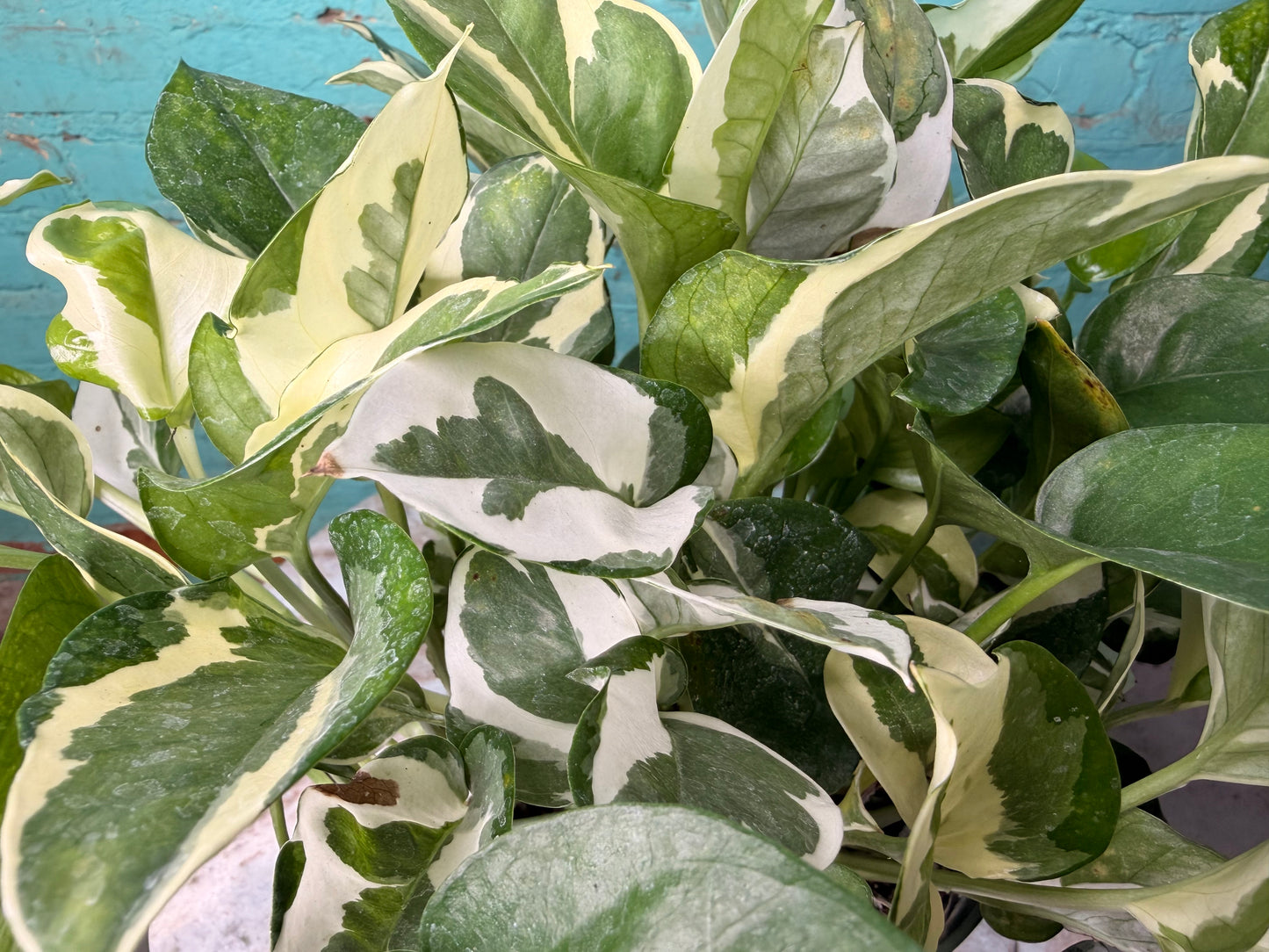 Pothos Pearls & Jade 6”