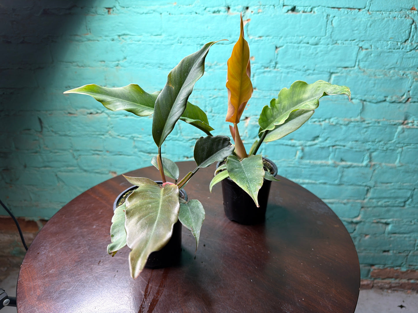 Philodendron Choco Empress 4”