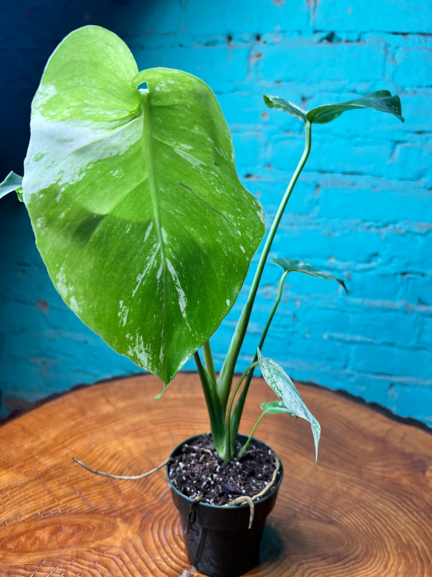 Monstera Deliciosa Mint 3”