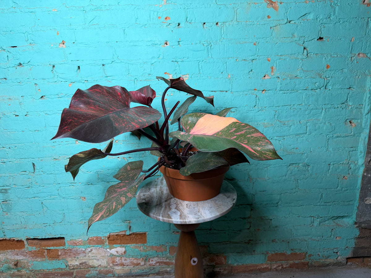 Philodendron Orange Princess 8”
