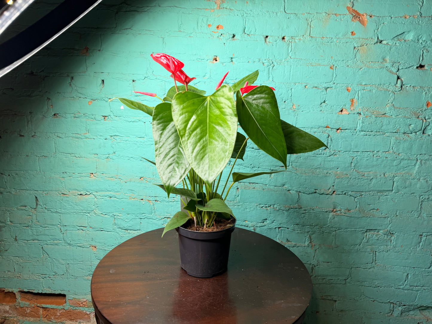 Anthurium Flamingo Flower 6” Red