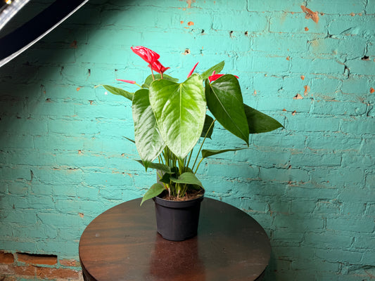 Anthurium Flamingo Flower 6” Red
