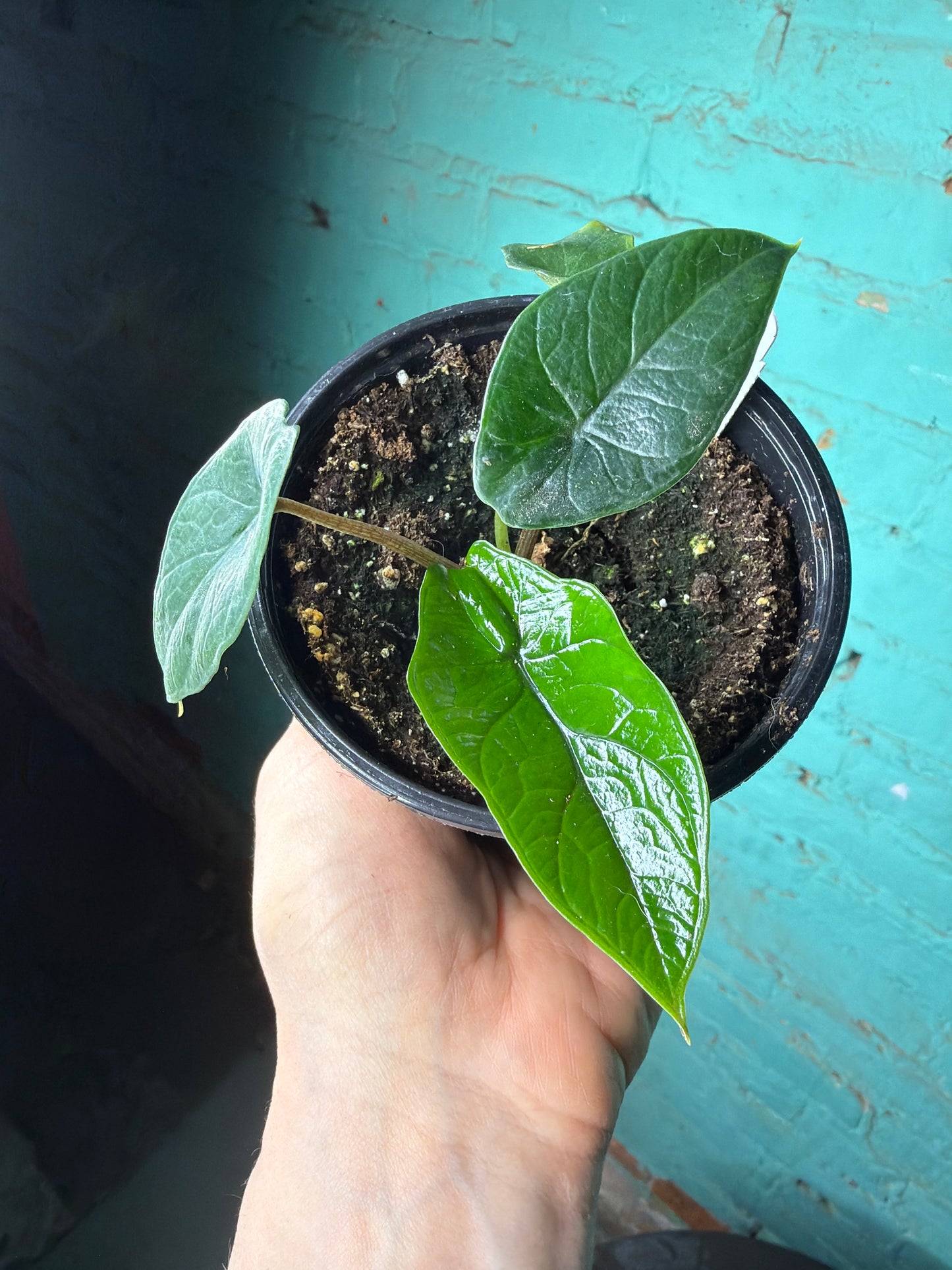 Alocasia scalprum 4”