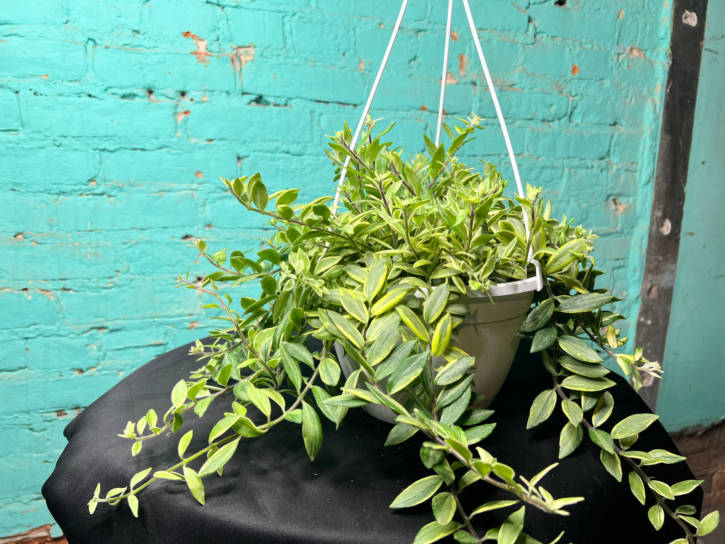 Lipstick Plant Bicolor basket