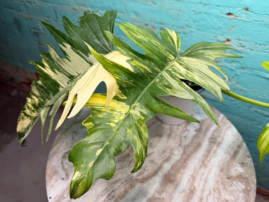 Philodendron Florida Beauty x Tortum  Variegated 4”
