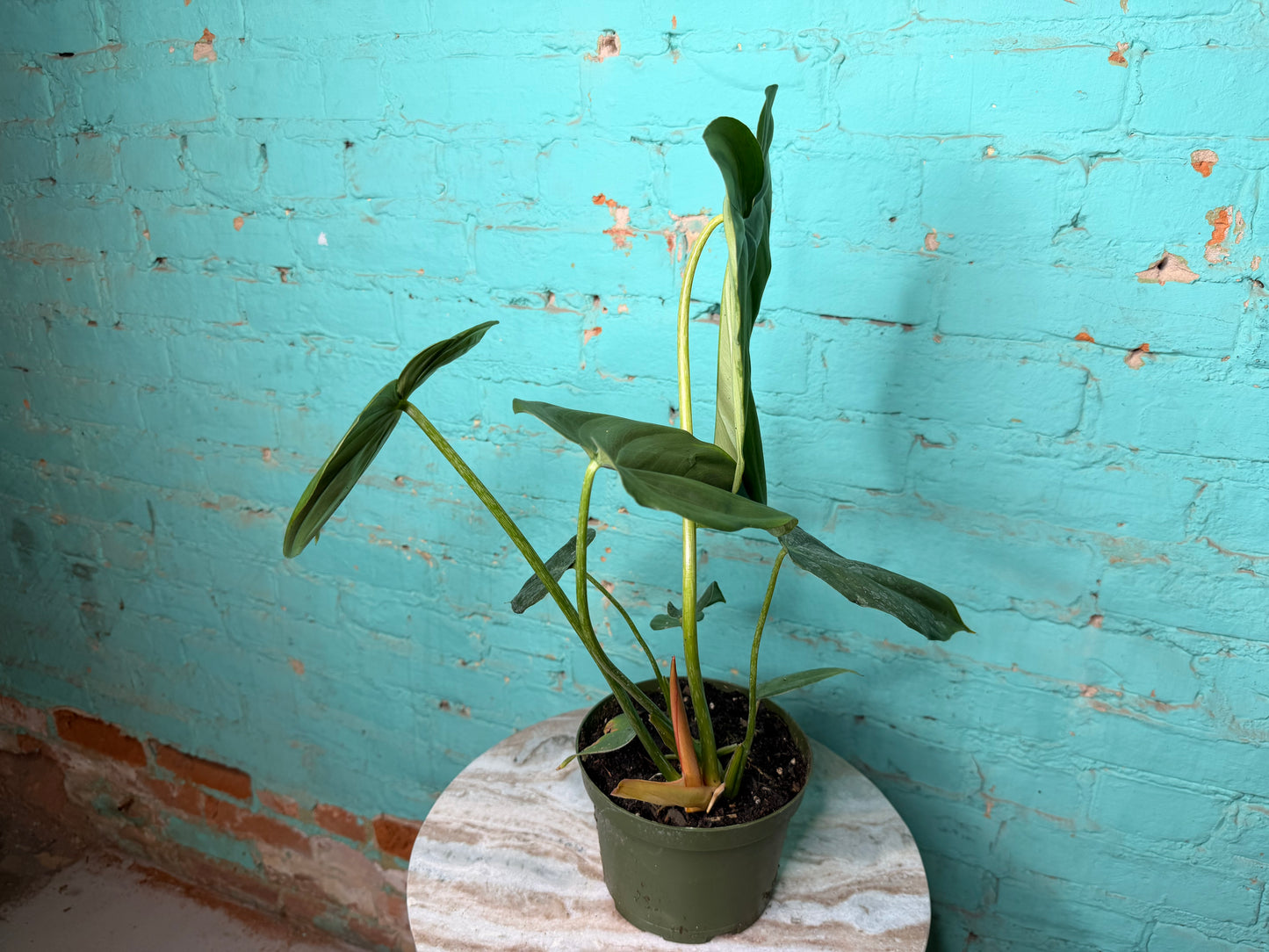 Philodendron McDowell 6”