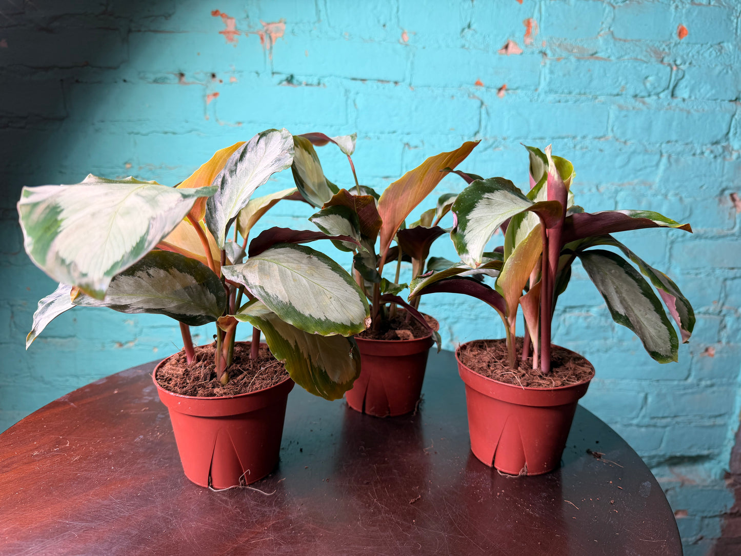 Calathea Cornona 4”