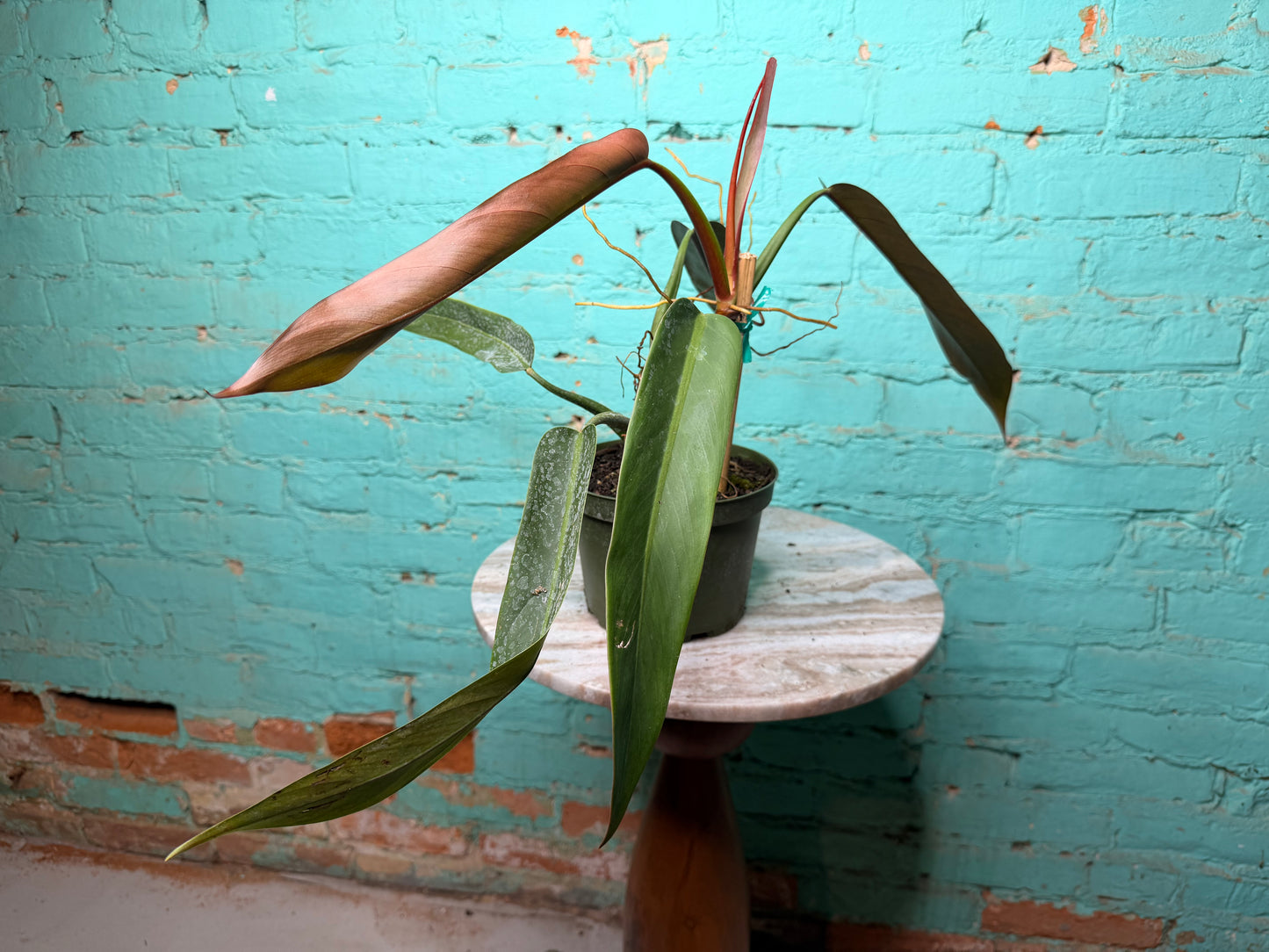 Philodendron Bicolor 6”
