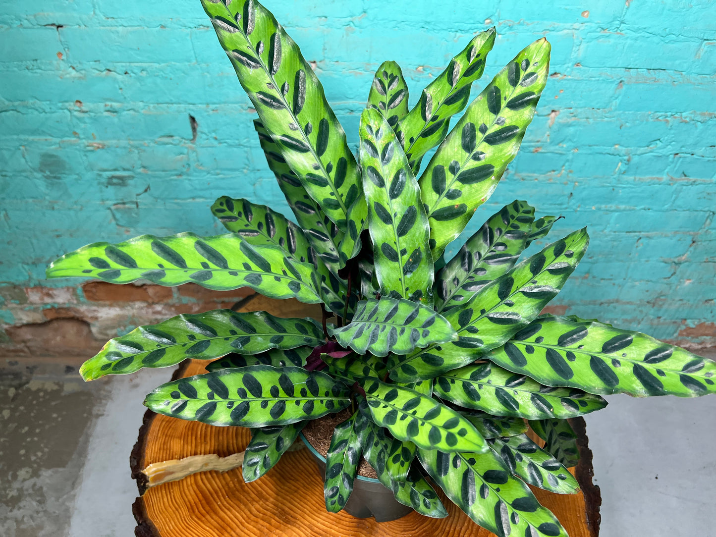 Rattle Snake calathea 10”
