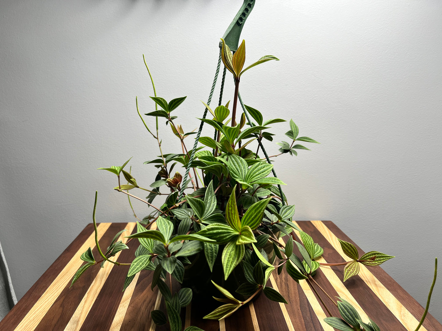 Peperomia-Puleolata basket