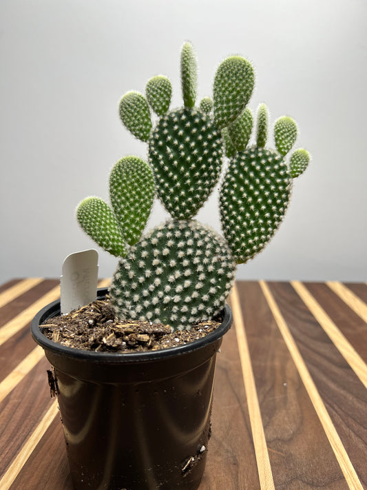 Prickly pear -Bunny ears 4”