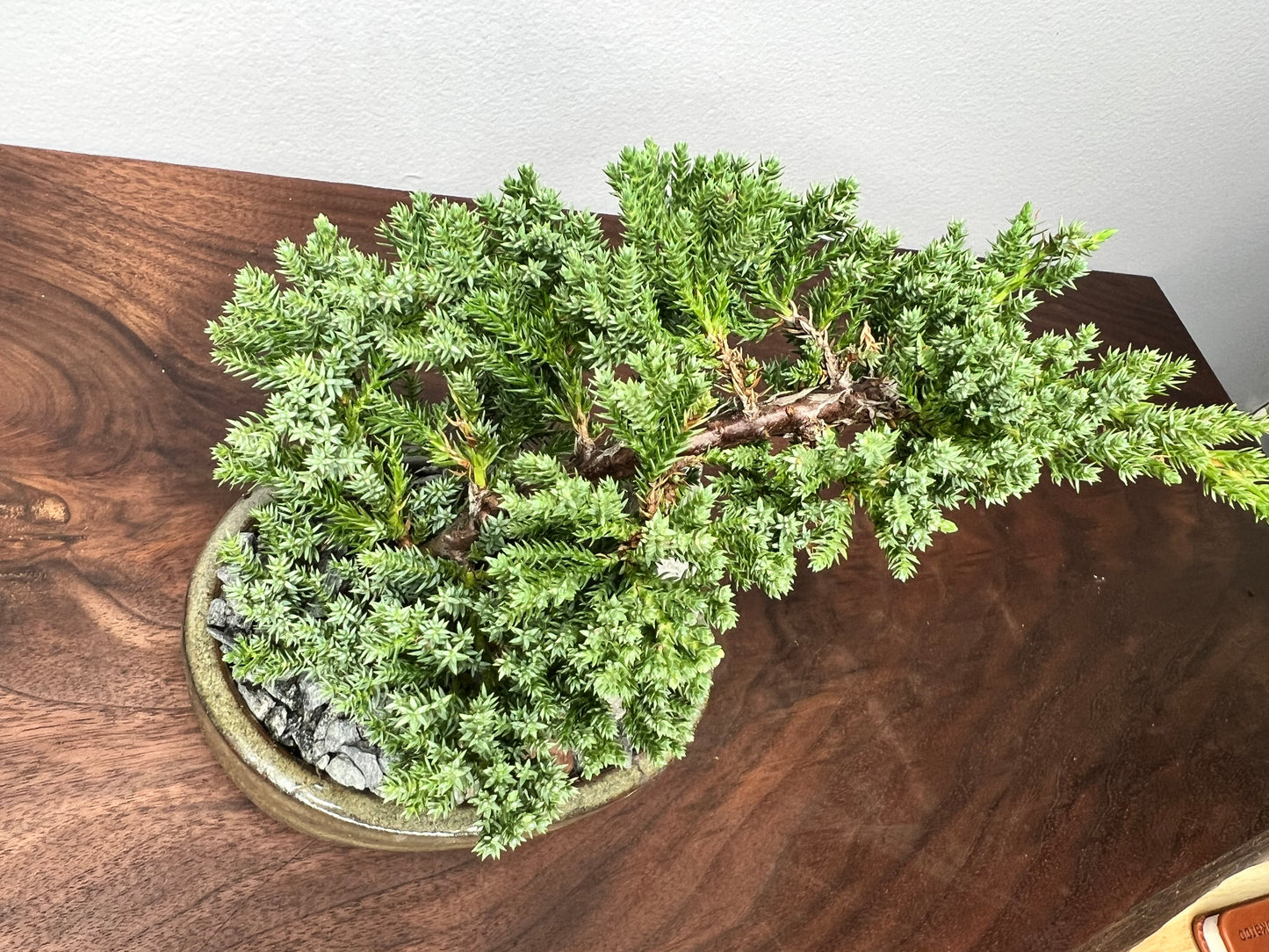 Bonsai tree 6” (2year)