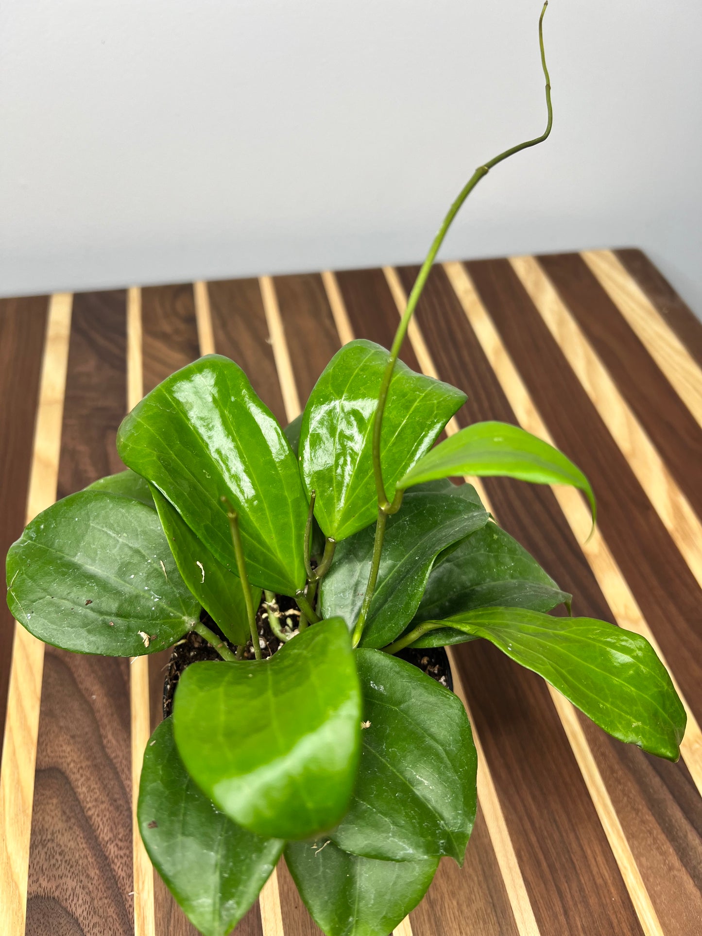 Hoya Quinquenervia