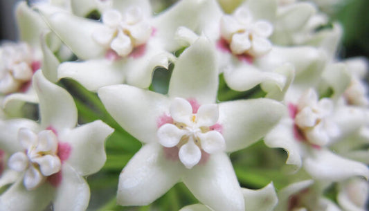 Hoya Australis
