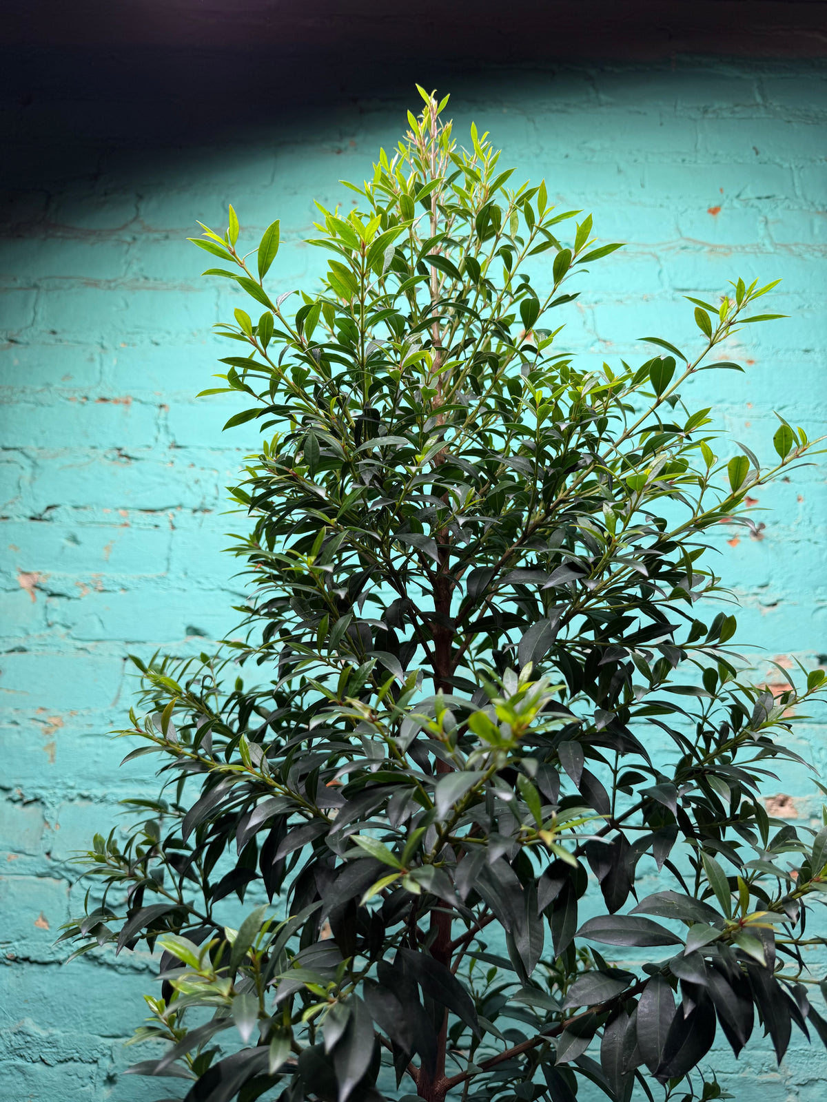 Magenta Cherry Tree 8” (Just under  5ft)