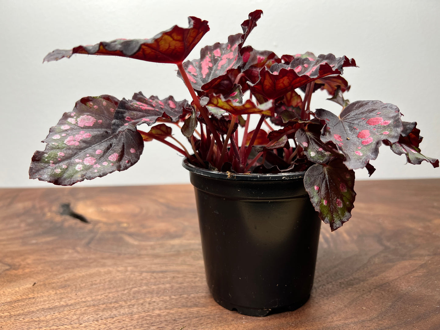 Begonia 'Helen Teupel'