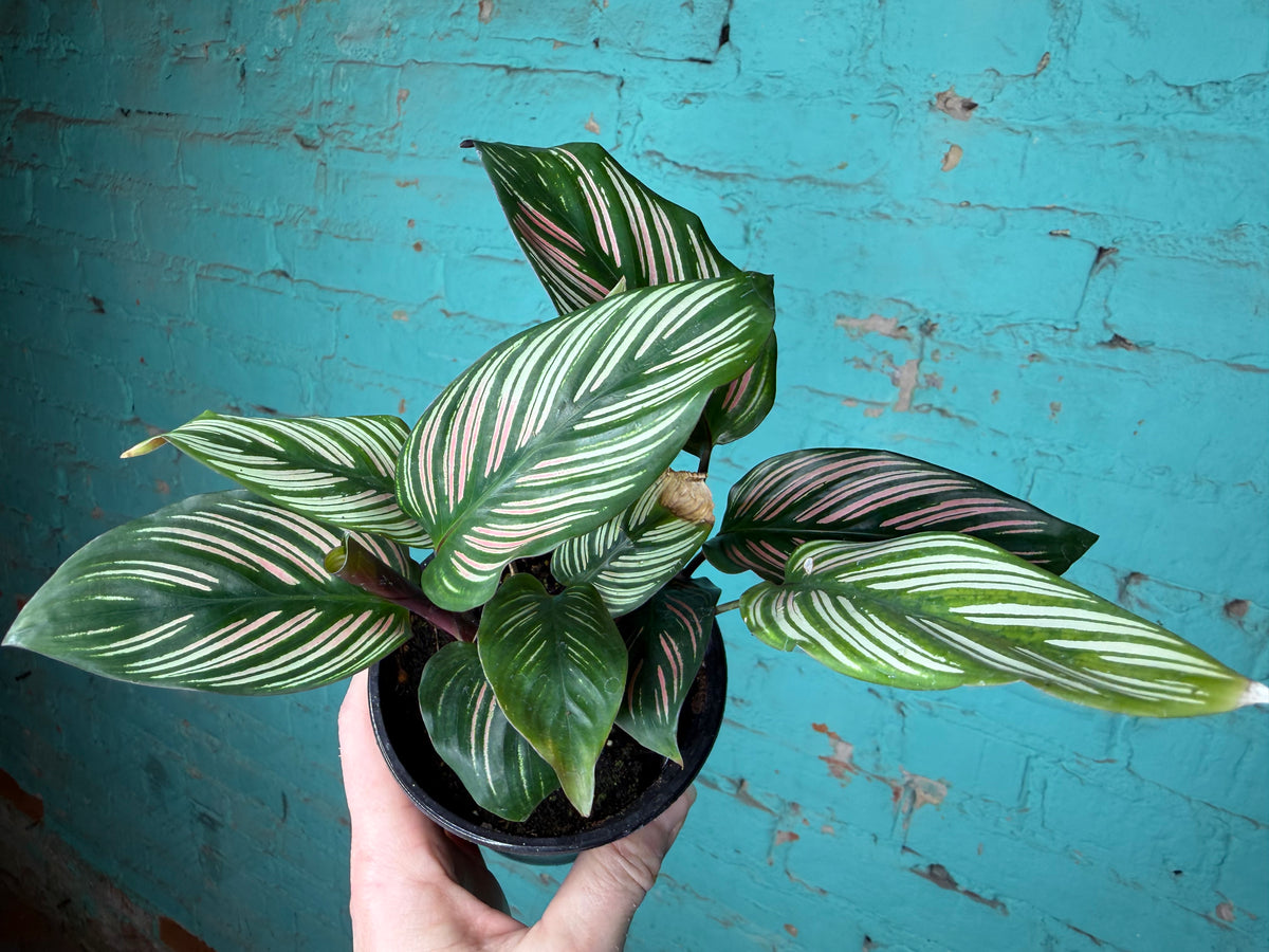 Calathea White Star 4”