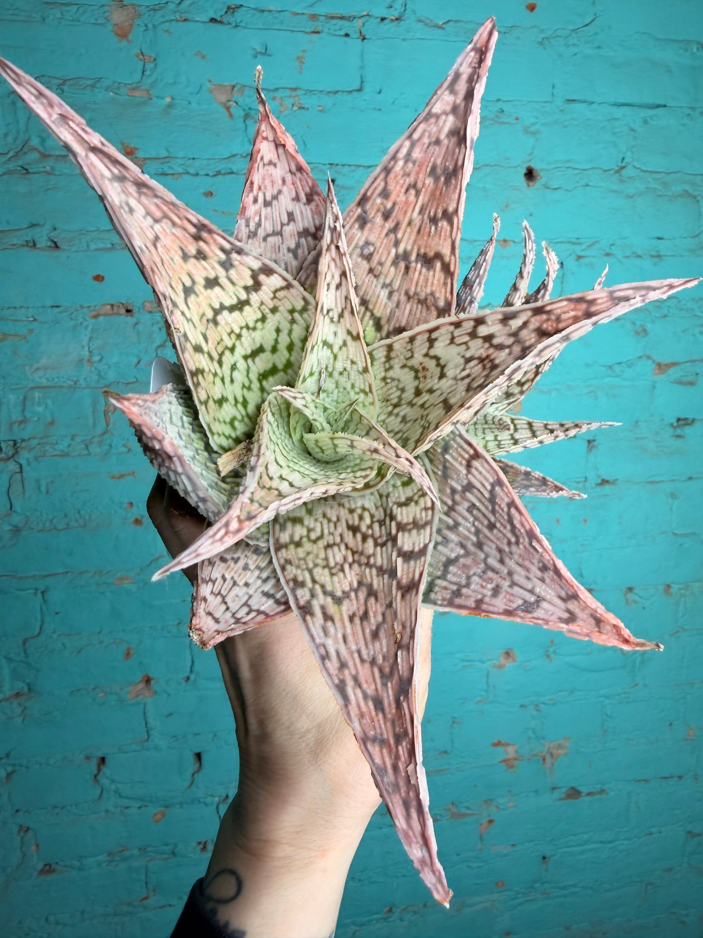 Cosmo Aloe pink 4”