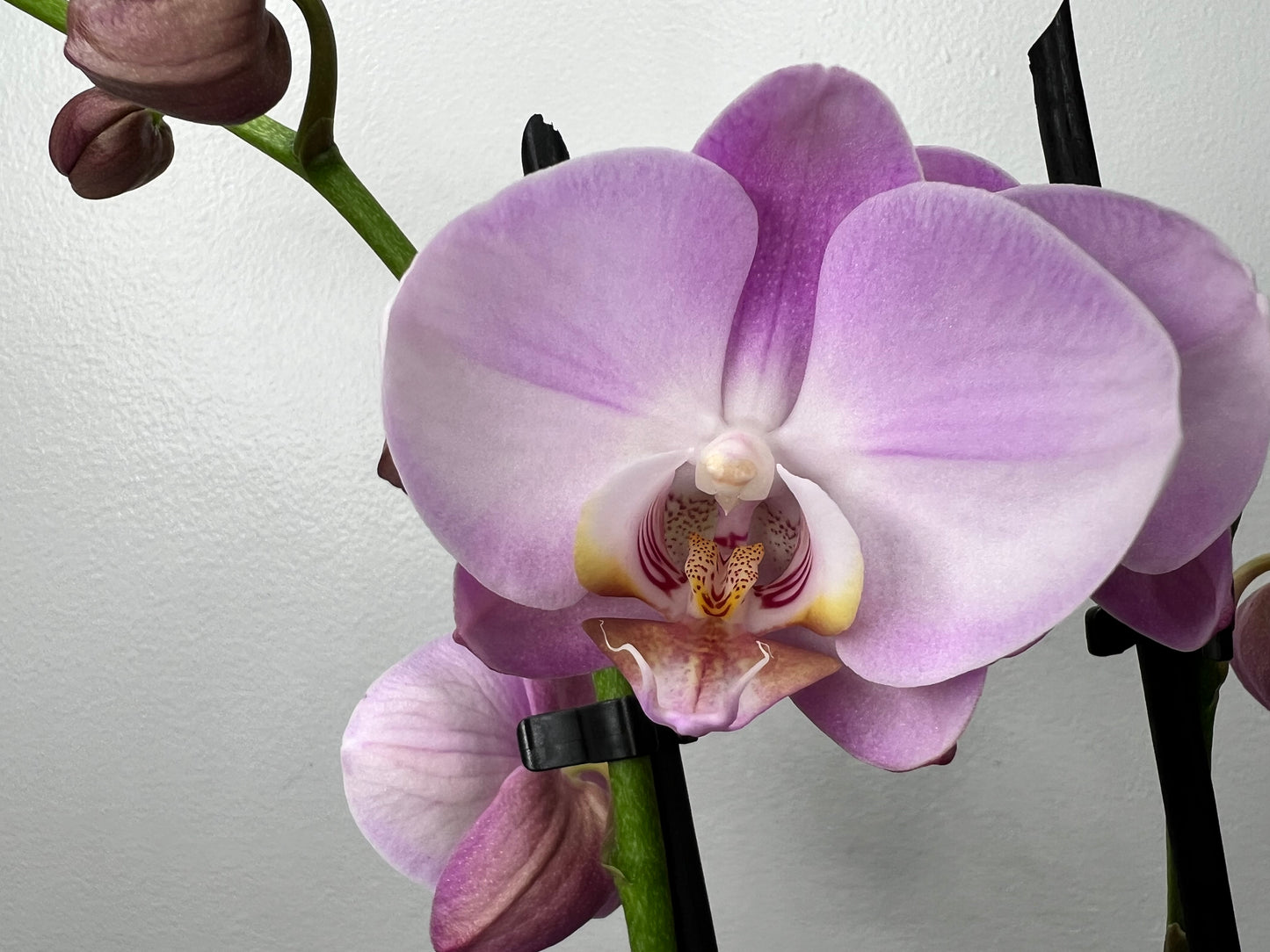 Plalaenopsis Orchid (Moth Orchid) Double Stem