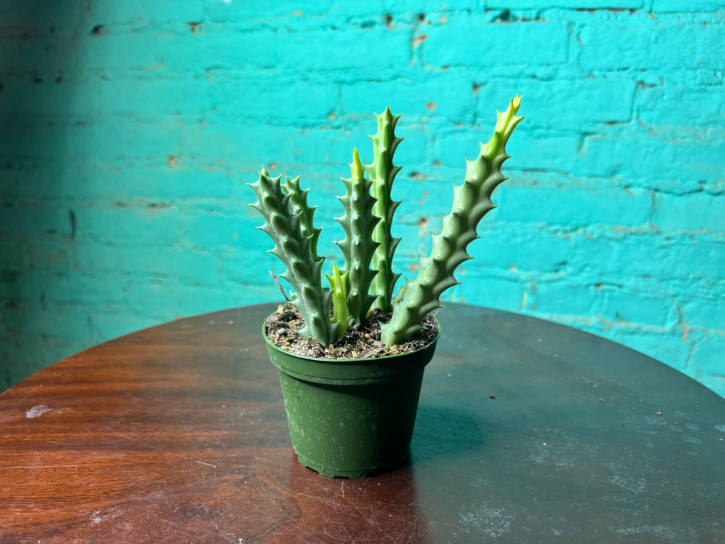 Lifesaver Cactus 4”