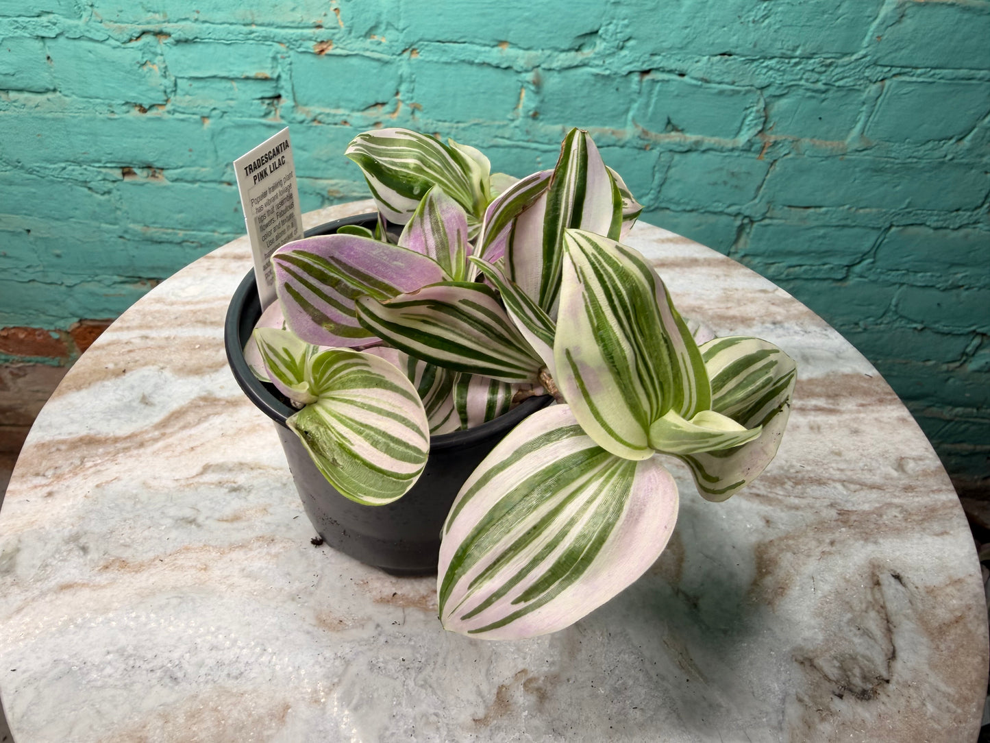 Tradescantia Pink Lilac 4”