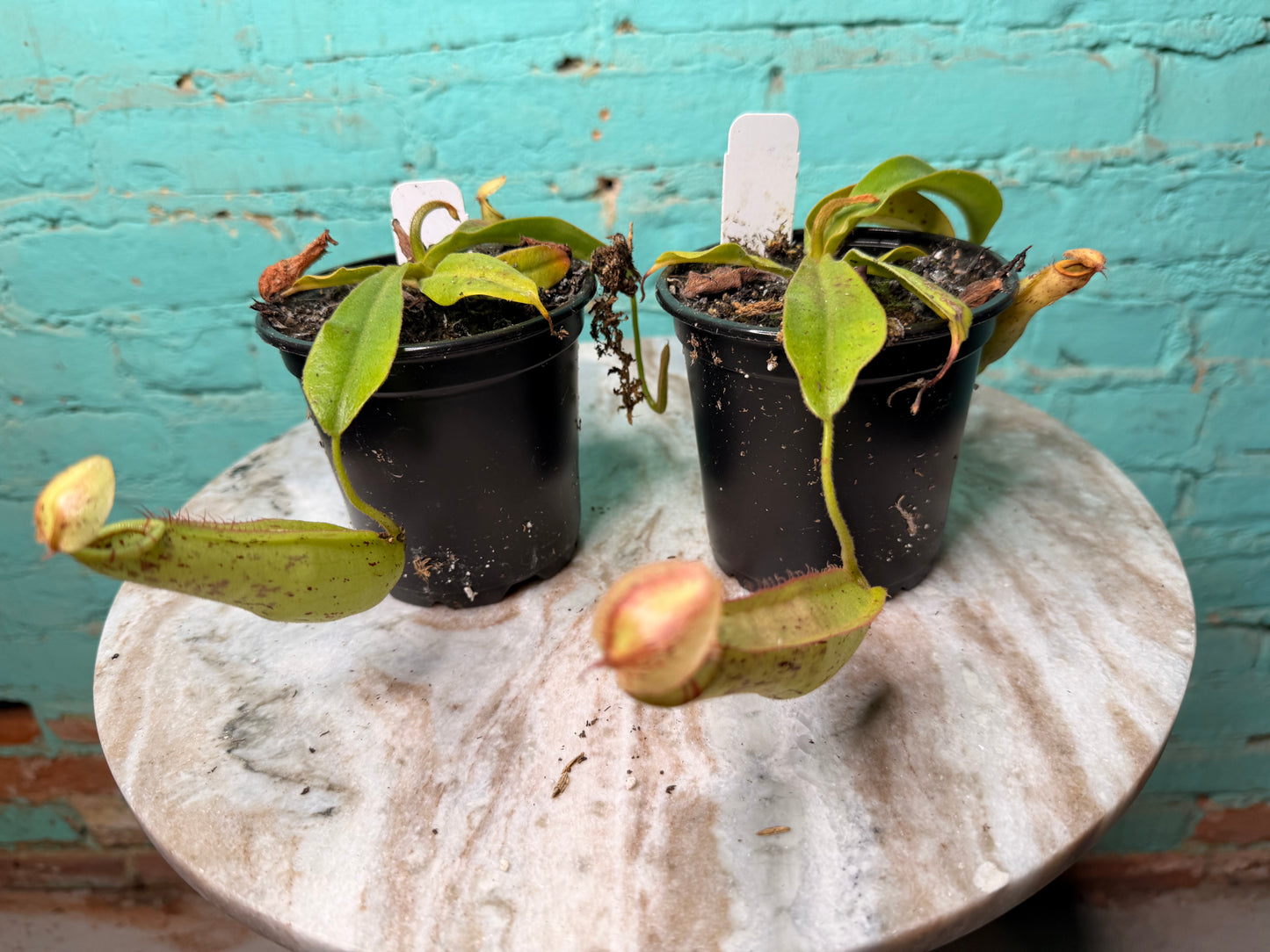 Nepenthes Pitcher Plant “Dyeriana” 4”