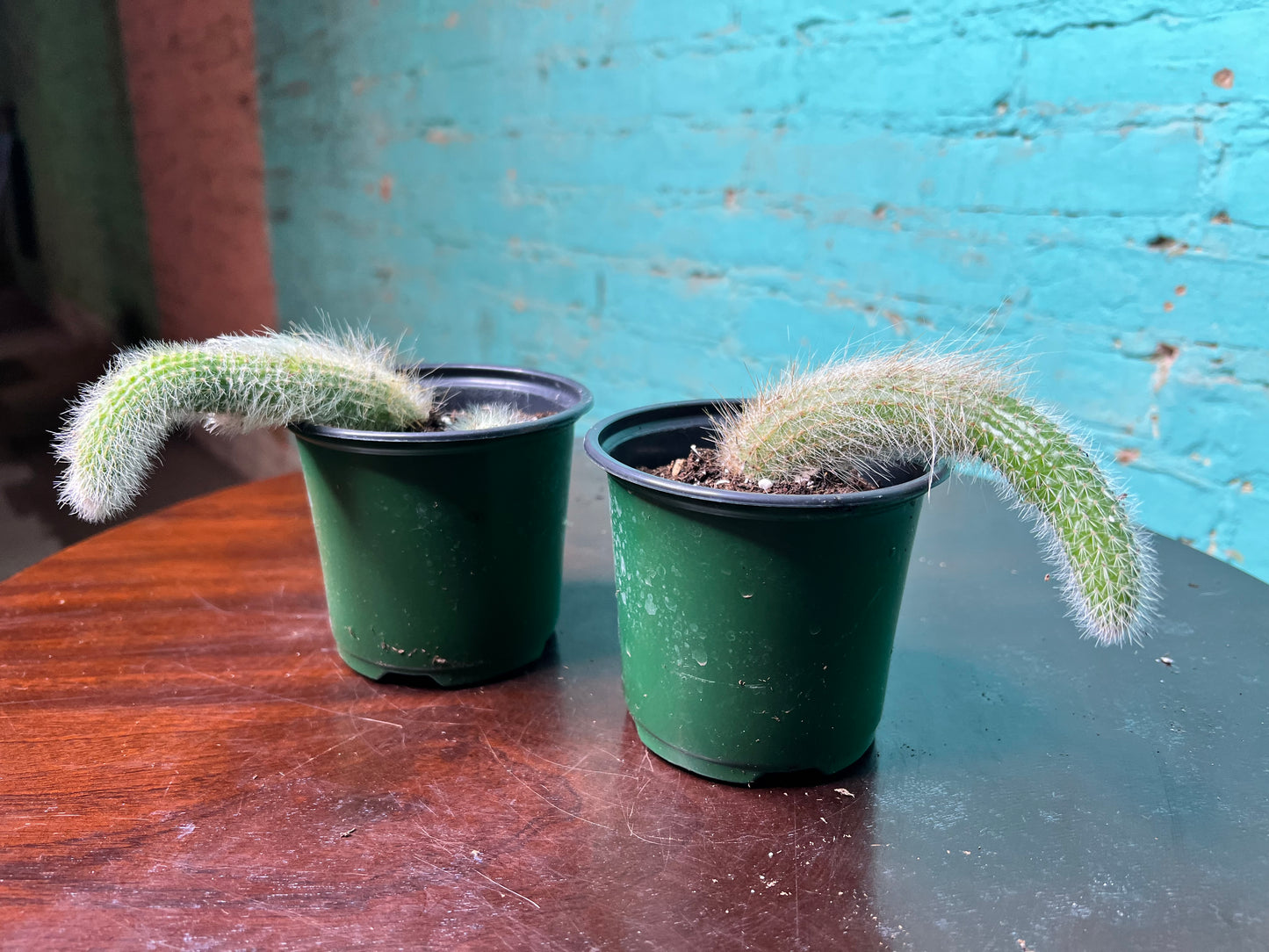 Monkey Tail Cactus 4”