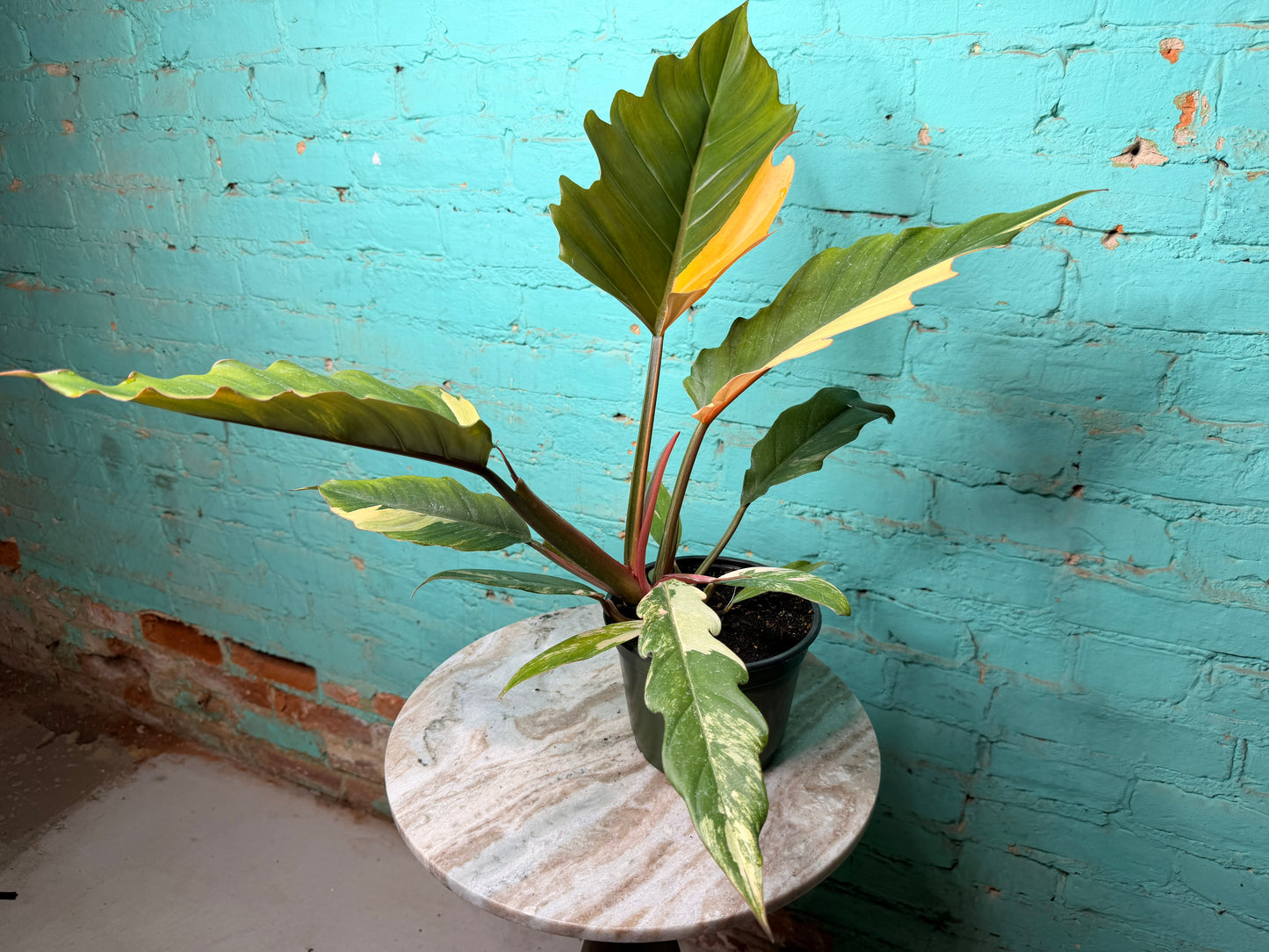 Philodendron Carmel Marble 6”
