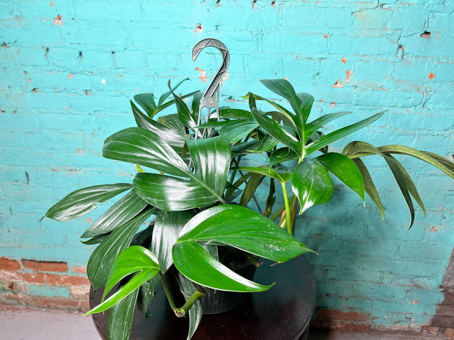 Rhaphidora Decursiva/Dragon Tail 8” basket